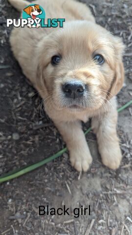 Pure Golden Retriever Puppies