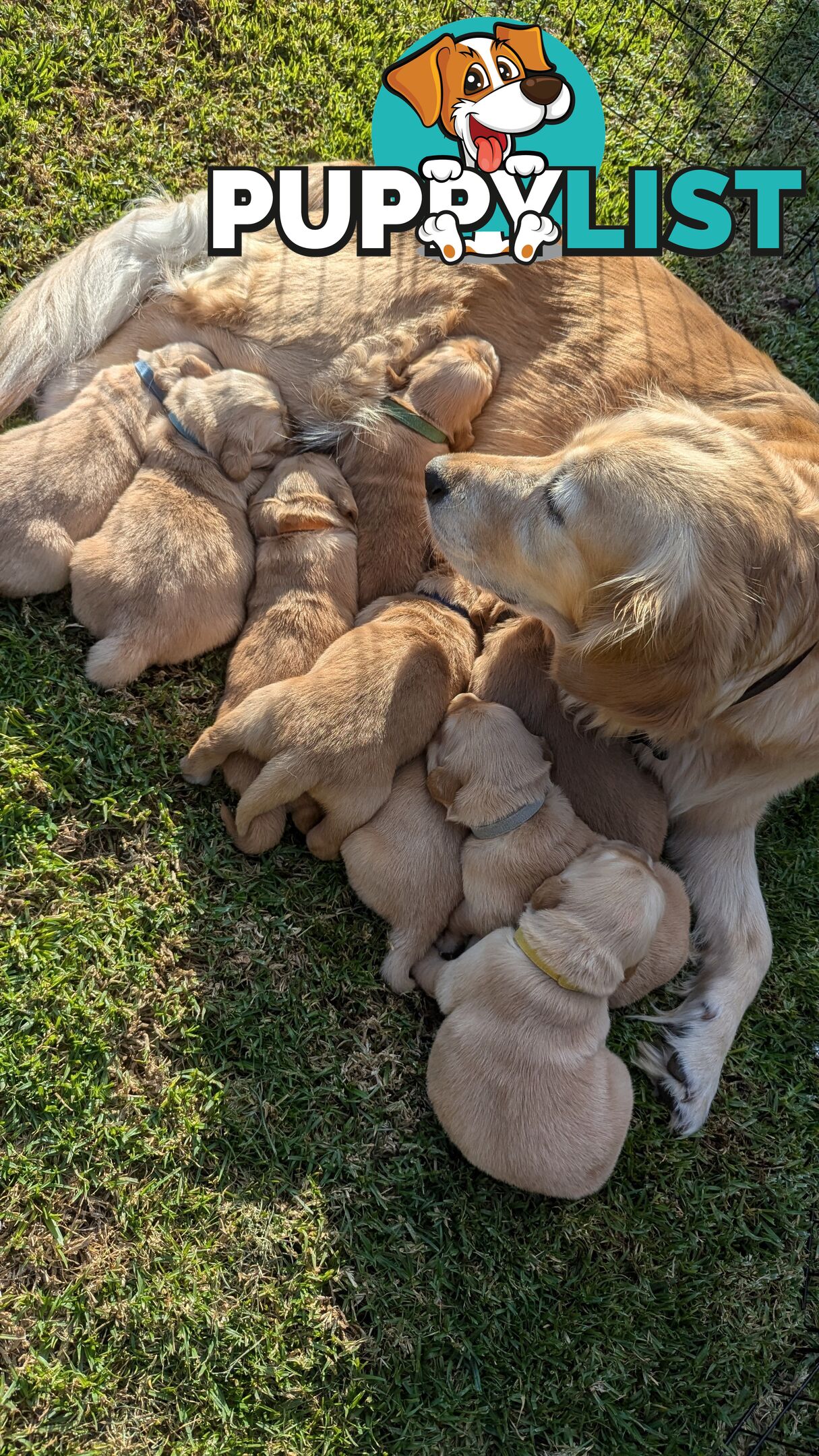 Pure Golden Retriever Puppies