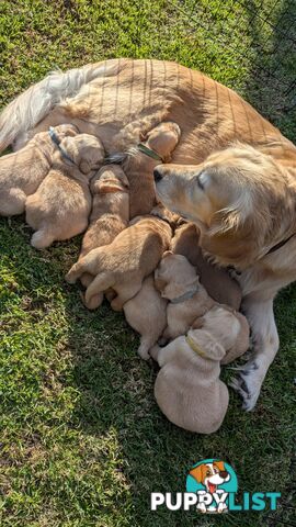 Pure Golden Retriever Puppies