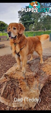 Pure Golden Retriever Puppies