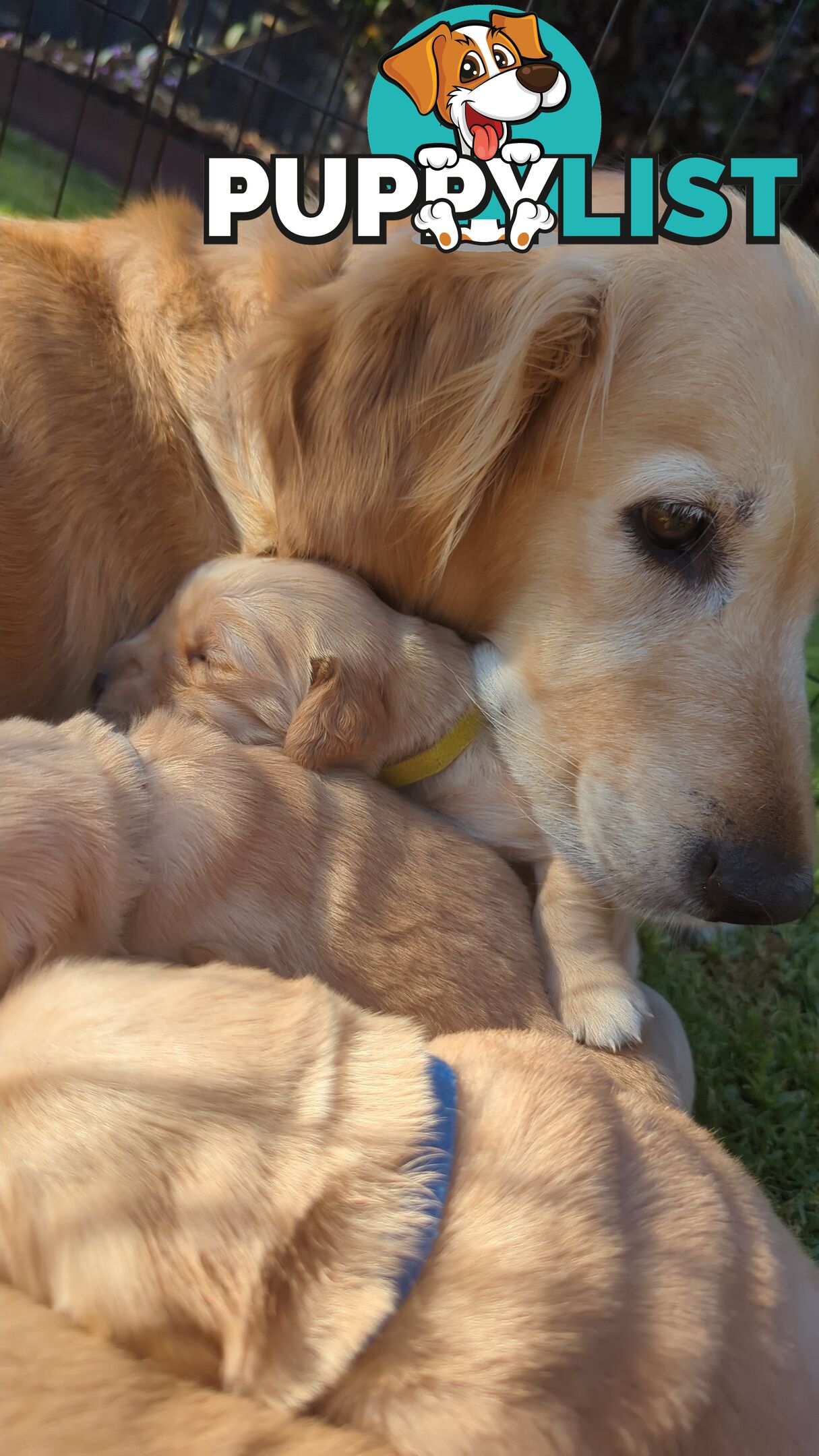 Pure Golden Retriever Puppies