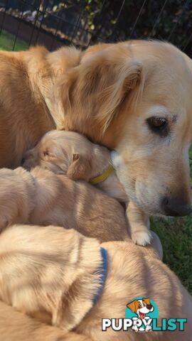 Pure Golden Retriever Puppies