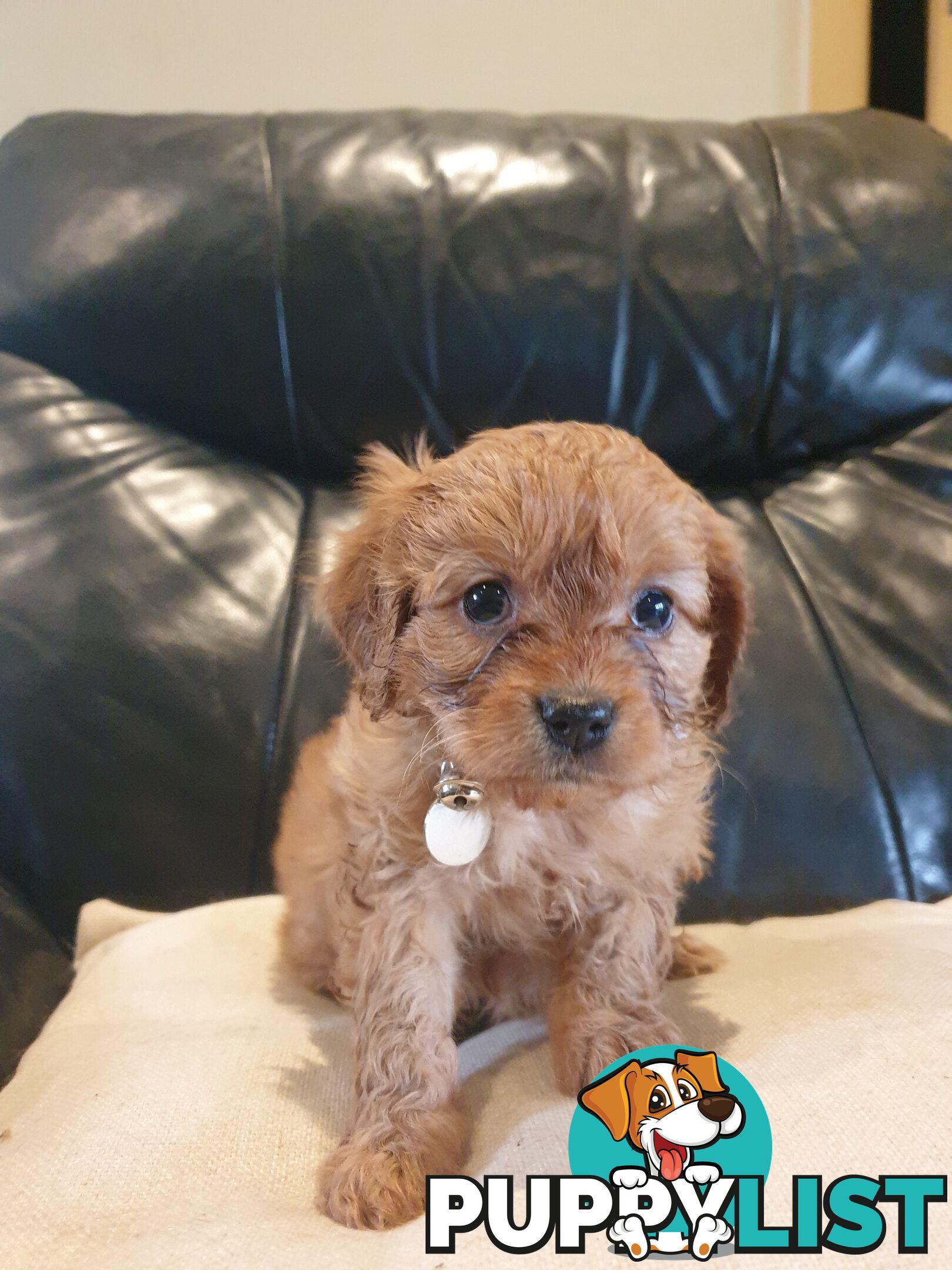 Miniature Cavoodle Puppies