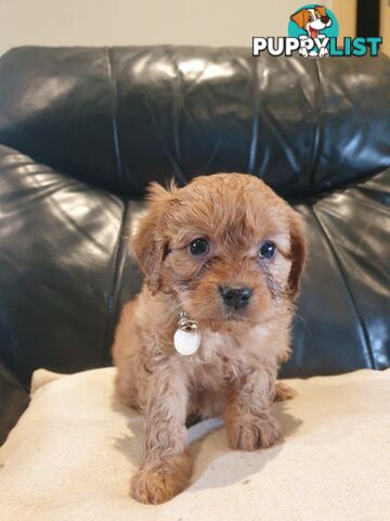 Miniature Cavoodle Puppies