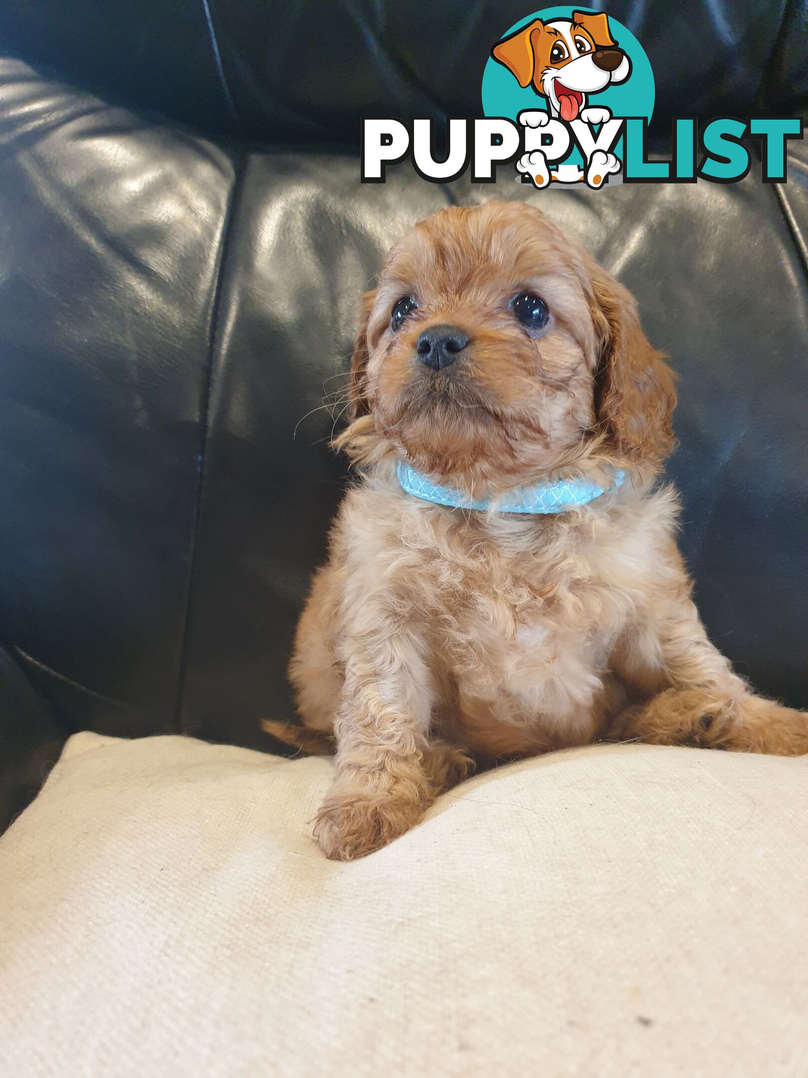 Miniature Cavoodle Puppies