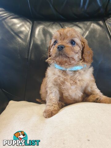 Miniature Cavoodle Puppies