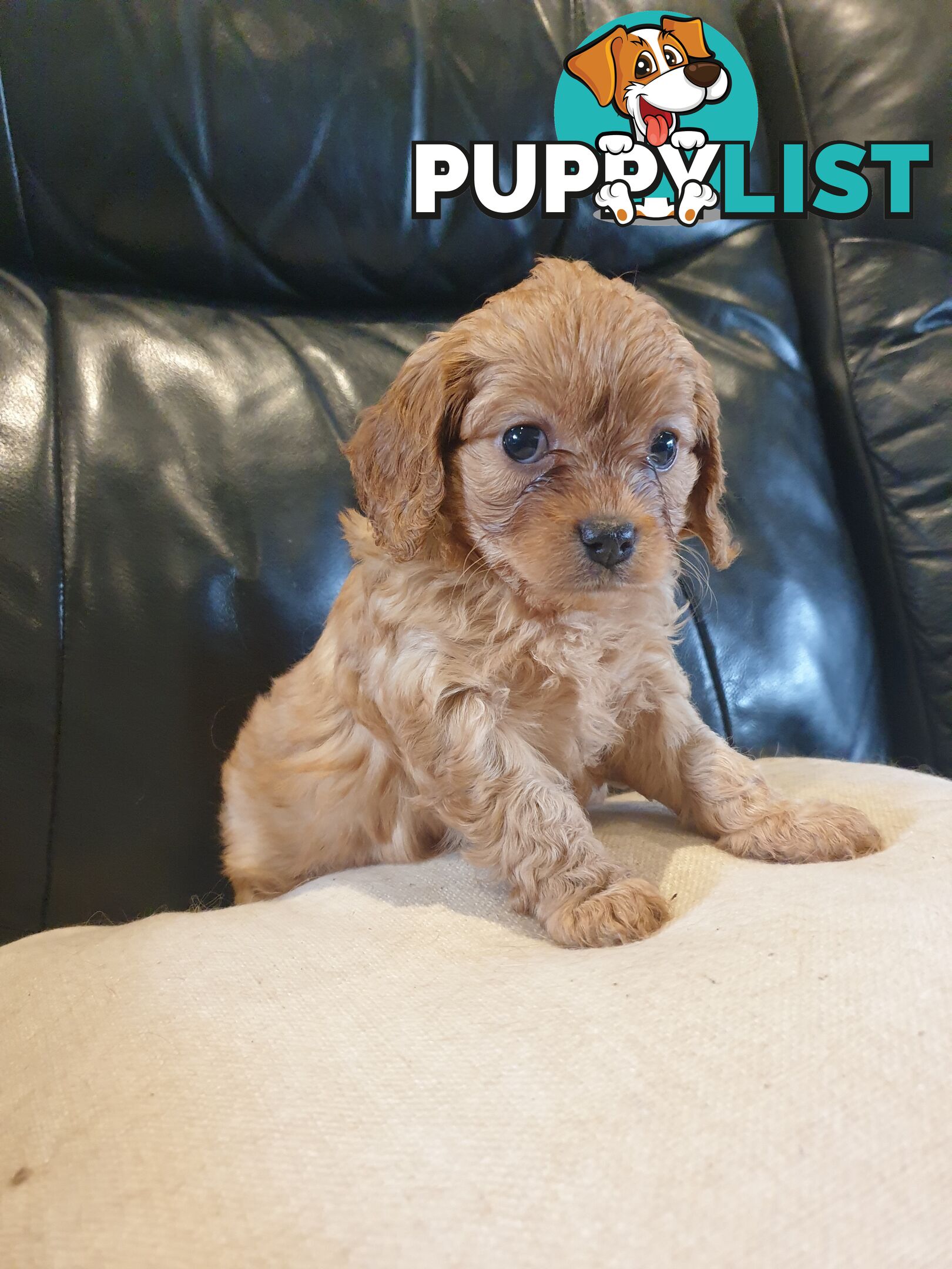 Miniature Cavoodle Puppies