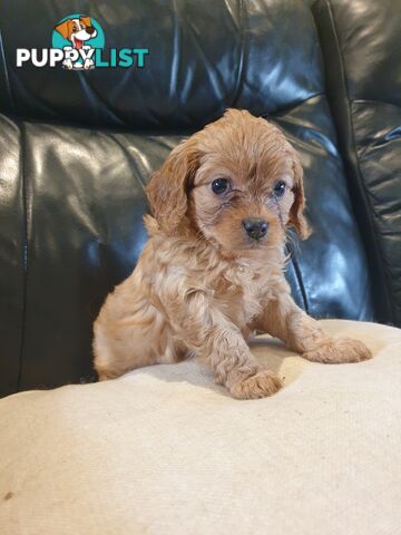 Miniature Cavoodle Puppies