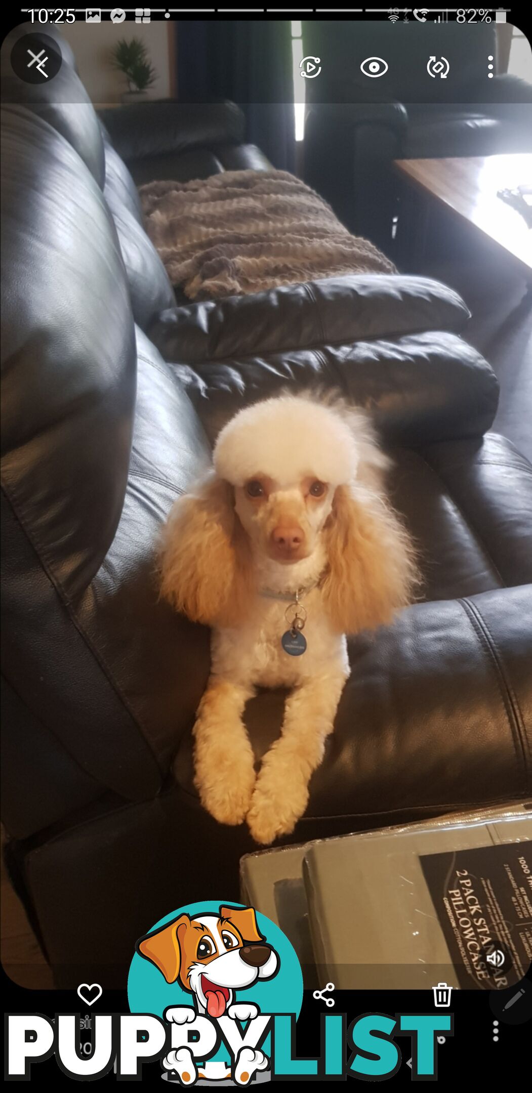 Miniature Cavoodle Puppies