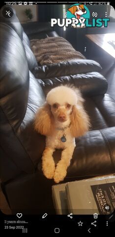 Miniature Cavoodle Puppies