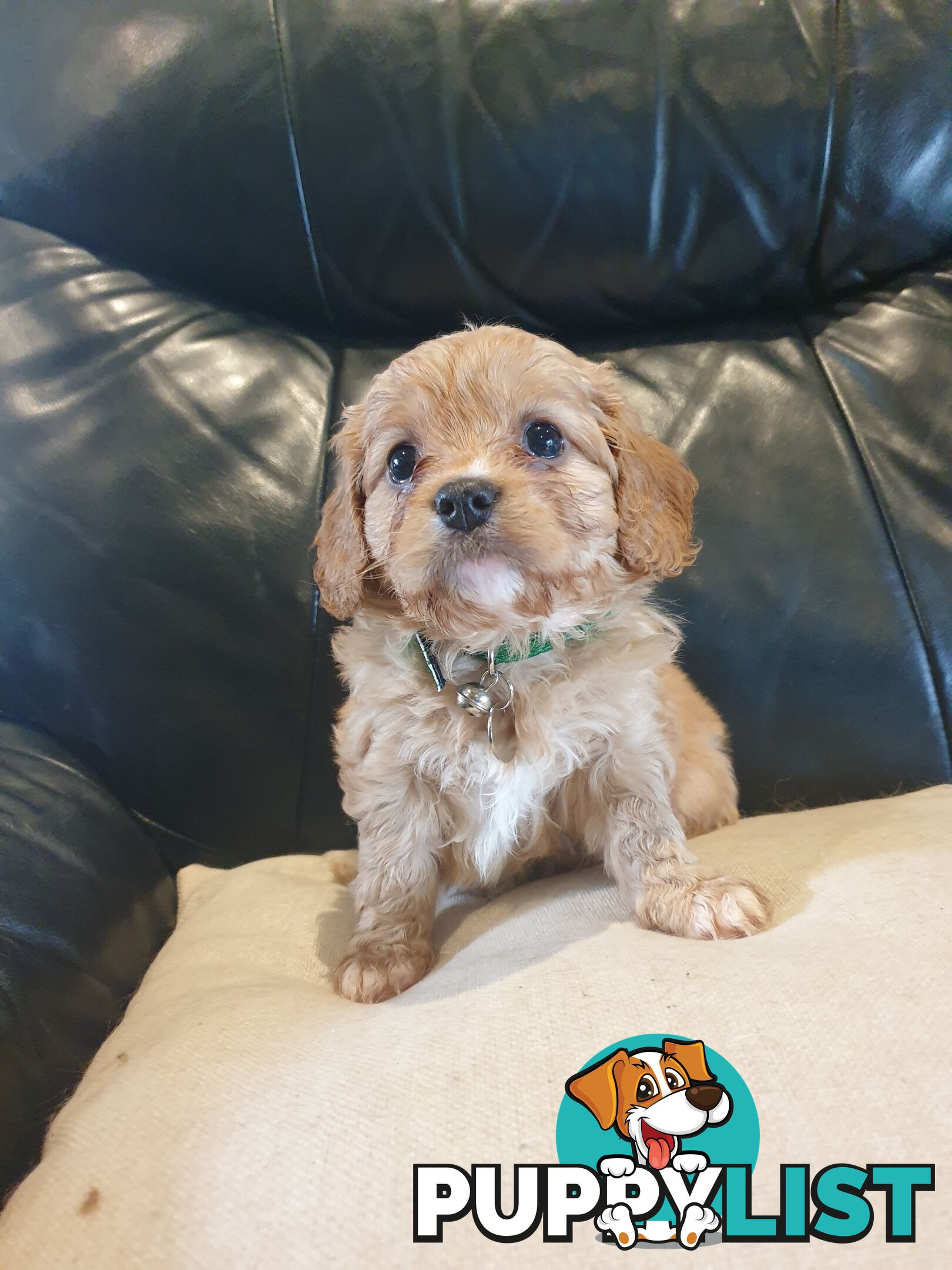 Miniature Cavoodle Puppies