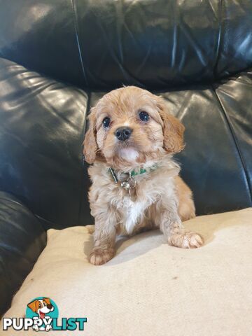 Miniature Cavoodle Puppies