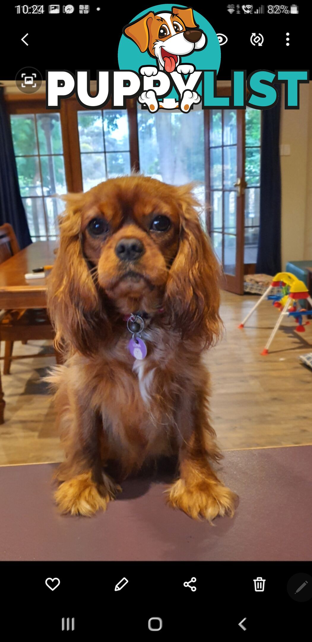 Miniature Cavoodle Puppies