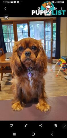 Miniature Cavoodle Puppies