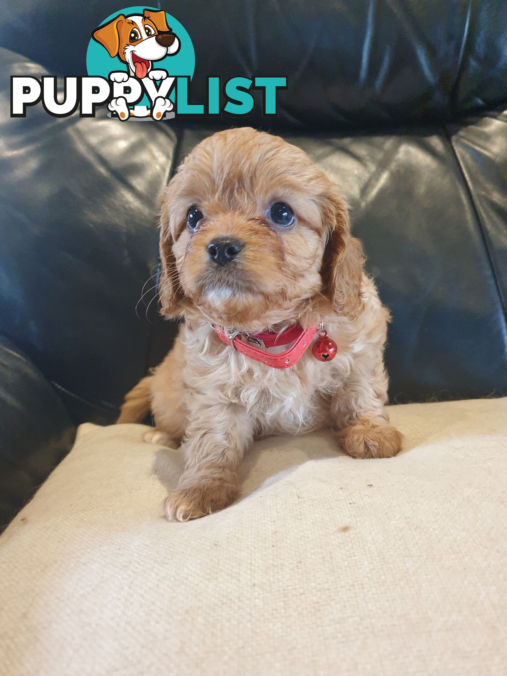 Miniature Cavoodle Puppies