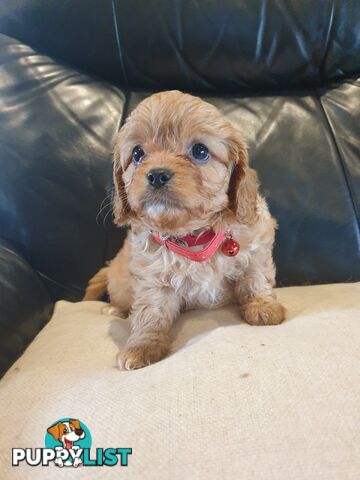 Miniature Cavoodle Puppies