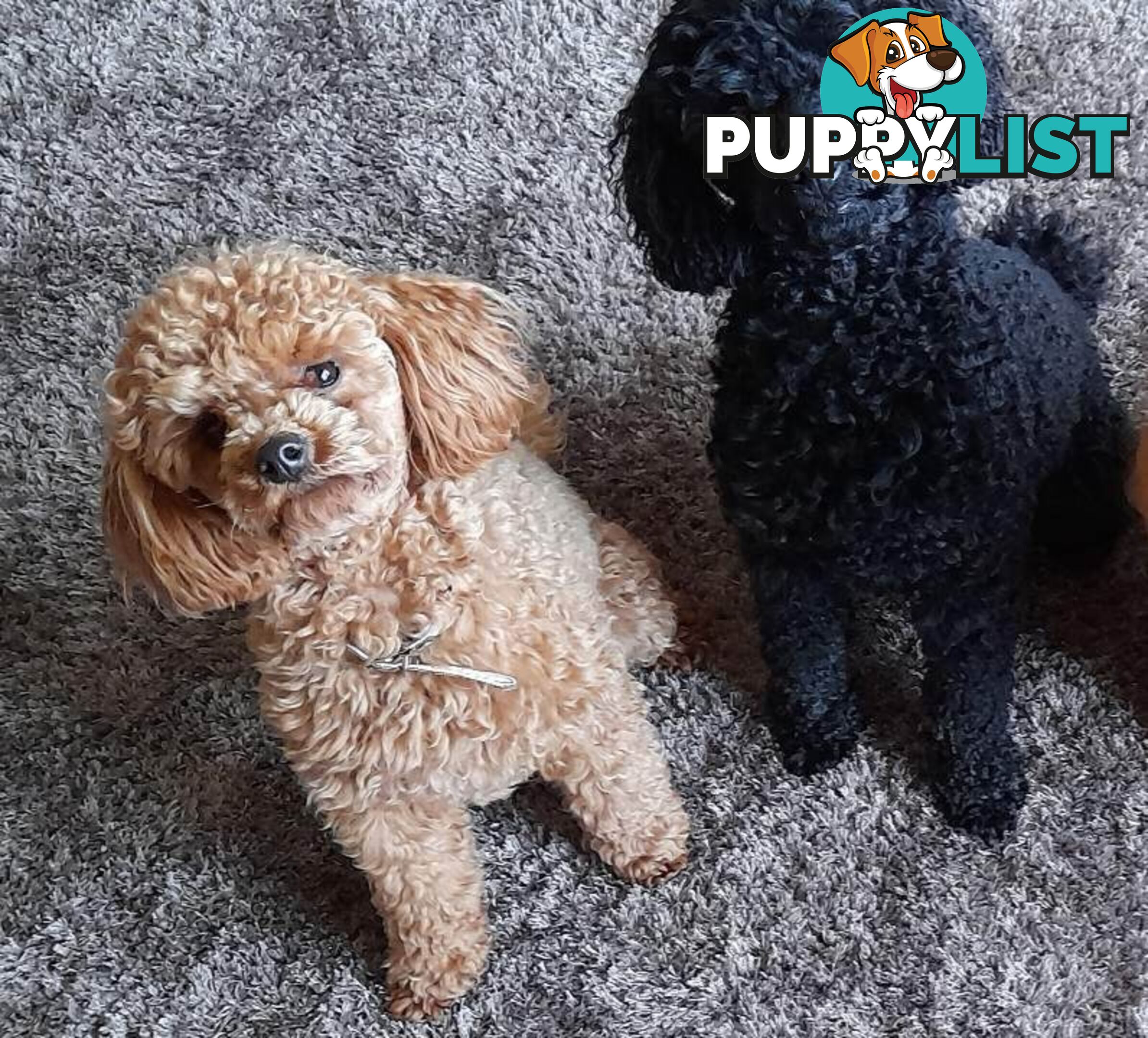 Toy Poodles Pure Bred