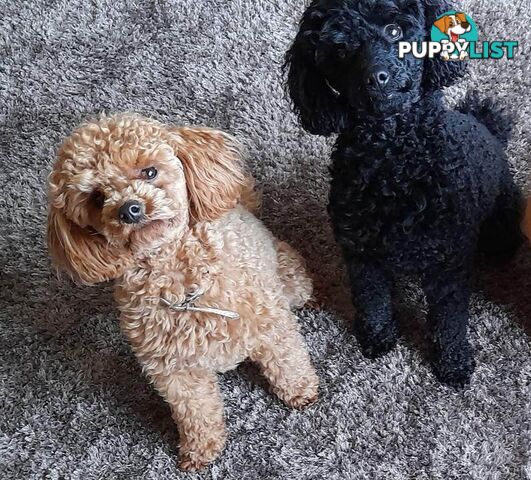 Toy Poodles Pure Bred