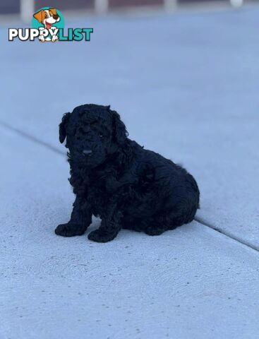 PureBred Toy Poodles, "Healthy And Home Raised"-Intelligent, Affectionate And Hypoallergenic.y