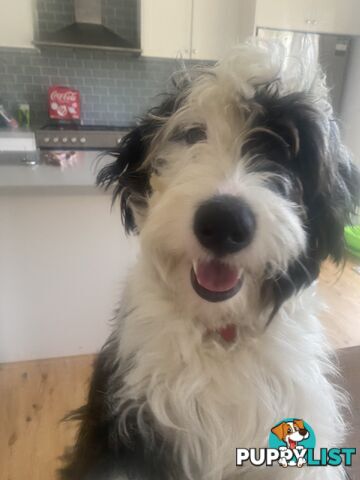 14 month old Border Collie x Poodle (microchipped and desexed)