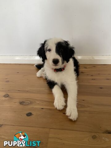 14 month old Border Collie x Poodle (microchipped and desexed)