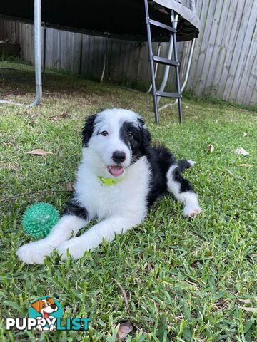 14 month old Border Collie x Poodle (microchipped and desexed)