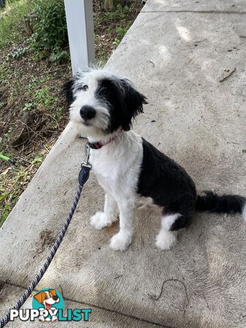 14 month old Border Collie x Poodle (microchipped and desexed)