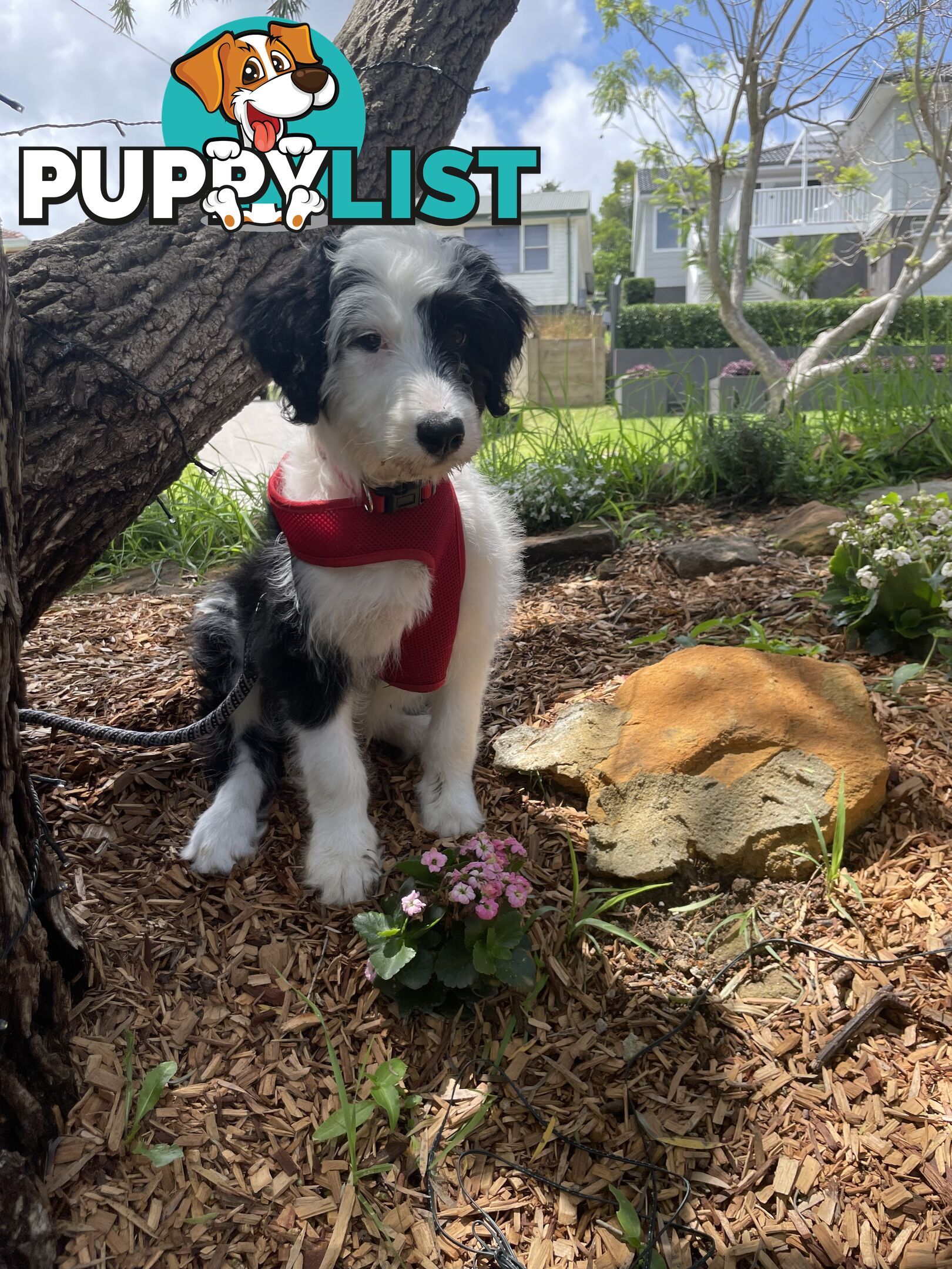 14 month old Border Collie x Poodle (microchipped and desexed)