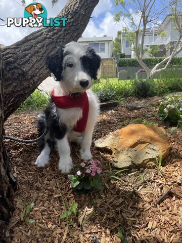 14 month old Border Collie x Poodle (microchipped and desexed)