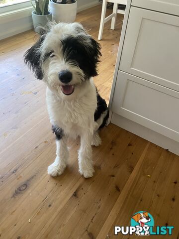 14 month old Border Collie x Poodle (microchipped and desexed)