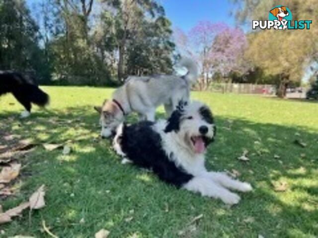 14 month old Border Collie x Poodle (microchipped and desexed)