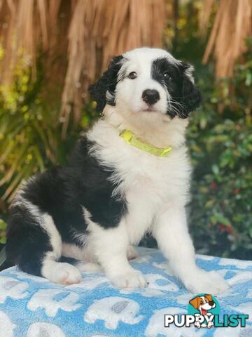 14 month old Border Collie x Poodle (microchipped and desexed)