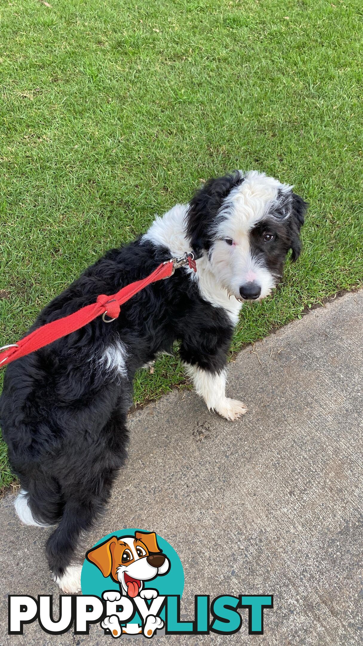 14 month old Border Collie x Poodle (microchipped and desexed)