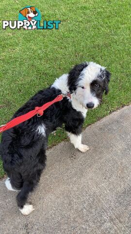 14 month old Border Collie x Poodle (microchipped and desexed)