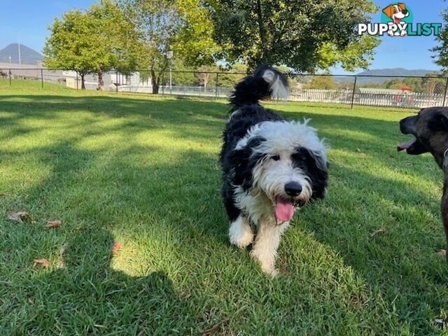 14 month old Border Collie x Poodle (microchipped and desexed)