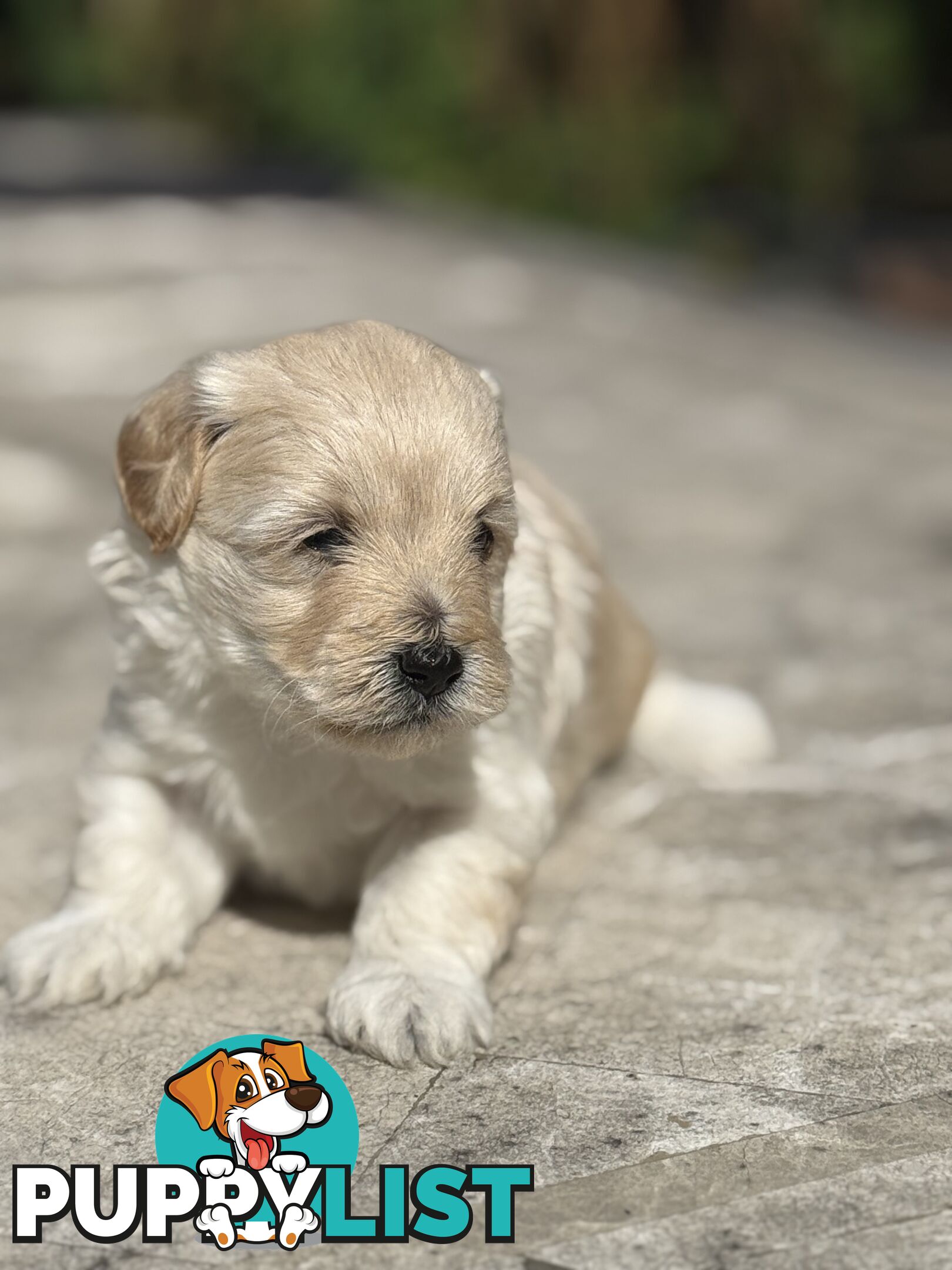 Cutest Toy Poodle Puppy & Maltese Shih Tzu ♥️(SHMOODLE)♥️