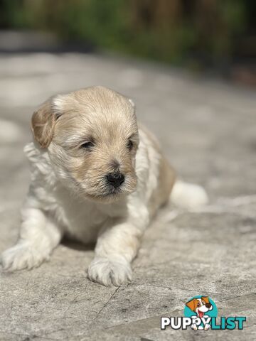 Cutest Toy Poodle Puppy & Maltese Shih Tzu ♥️(SHMOODLE)♥️