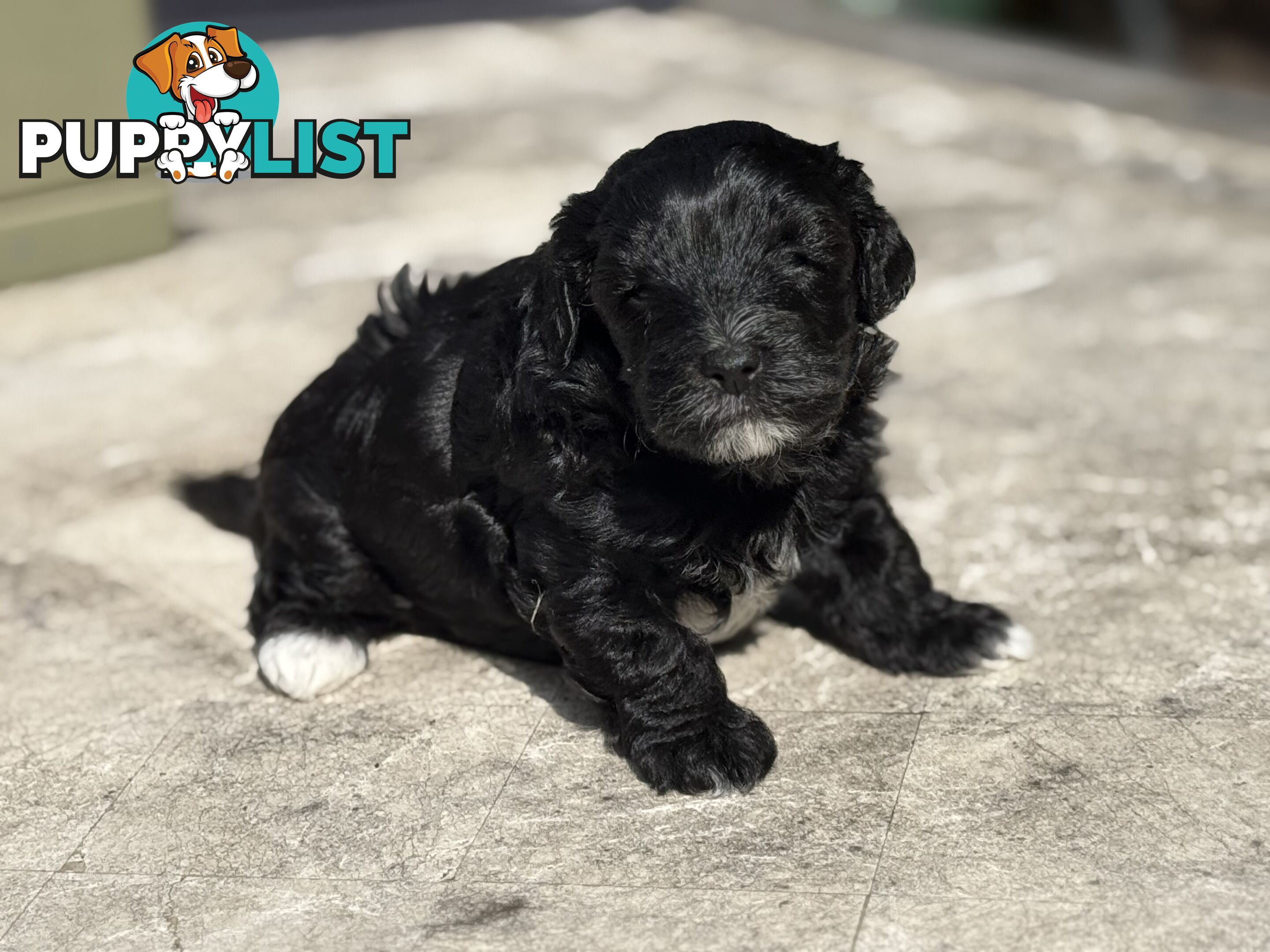 Cutest Toy Poodle Puppy & Maltese Shih Tzu ♥️(SHMOODLE)♥️