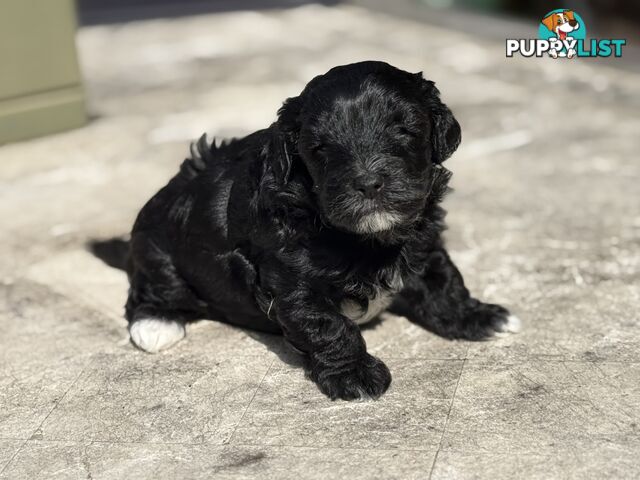 Cutest Toy Poodle Puppy & Maltese Shih Tzu ♥️(SHMOODLE)♥️
