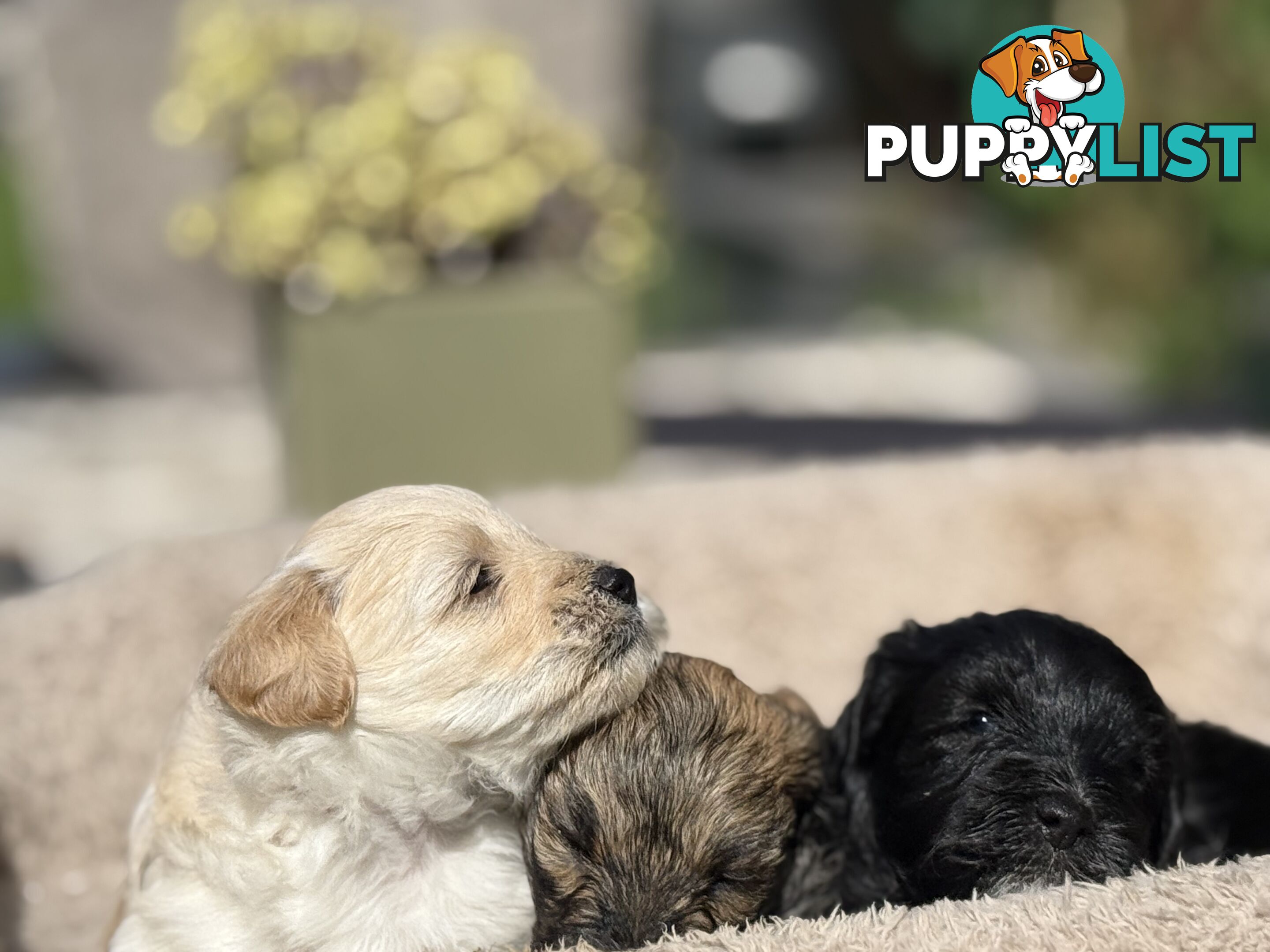 Cutest Toy Poodle Puppy & Maltese Shih Tzu ♥️(SHMOODLE)♥️