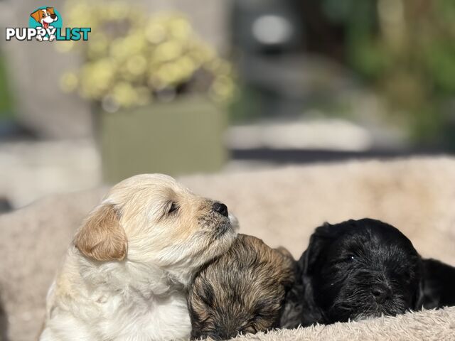 Cutest Toy Poodle Puppy & Maltese Shih Tzu ♥️(SHMOODLE)♥️