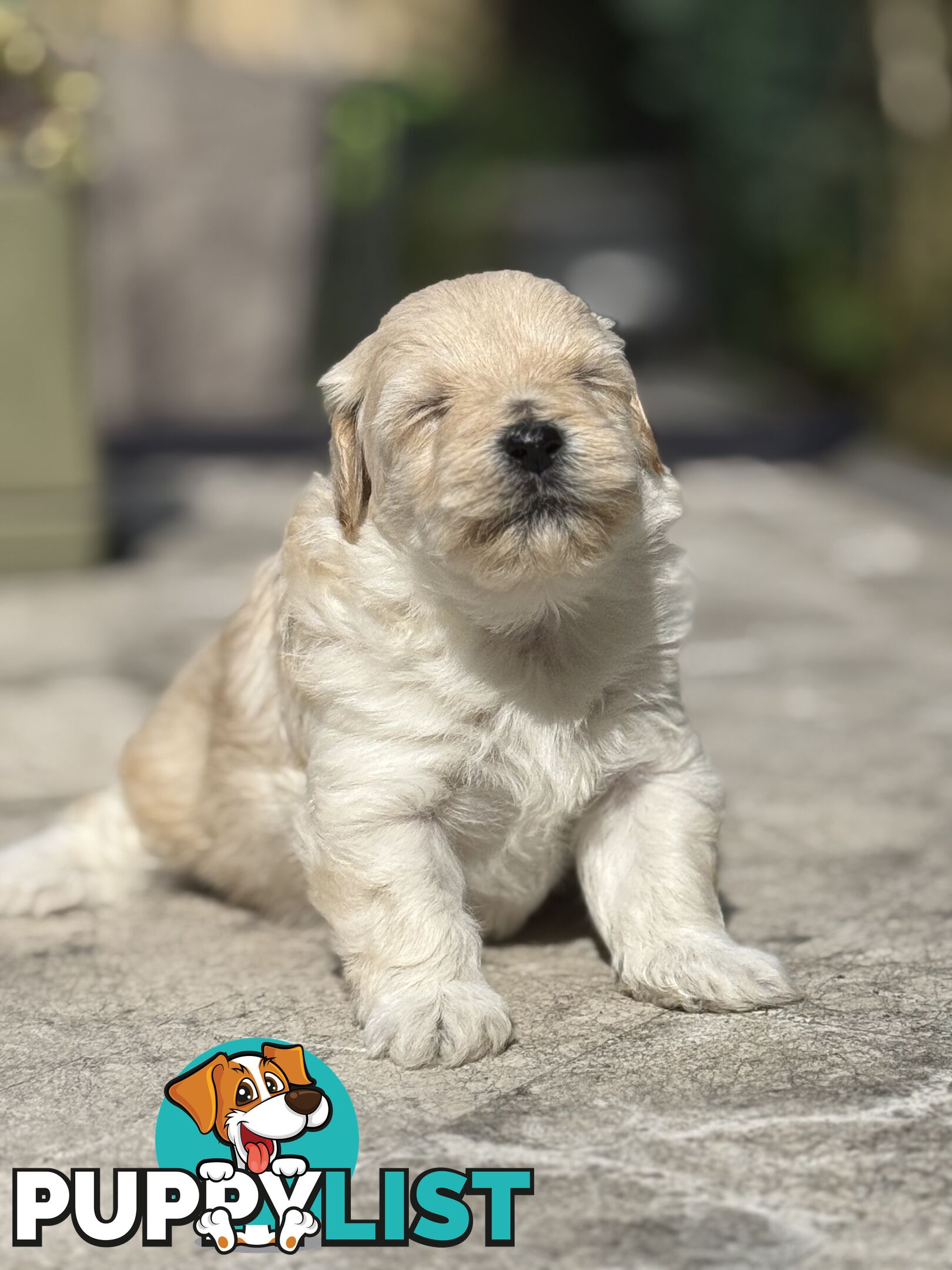 Cutest Toy Poodle Puppy & Maltese Shih Tzu ♥️(SHMOODLE)♥️