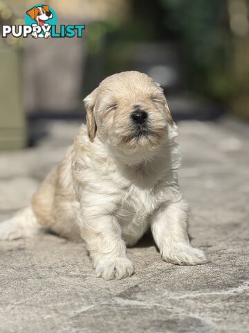 Cutest Toy Poodle Puppy & Maltese Shih Tzu ♥️(SHMOODLE)♥️