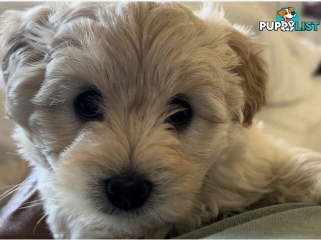 Cutest Toy Poodle Puppy &amp; Maltese Shih Tzu ♥️(SHMOODLE)♥️