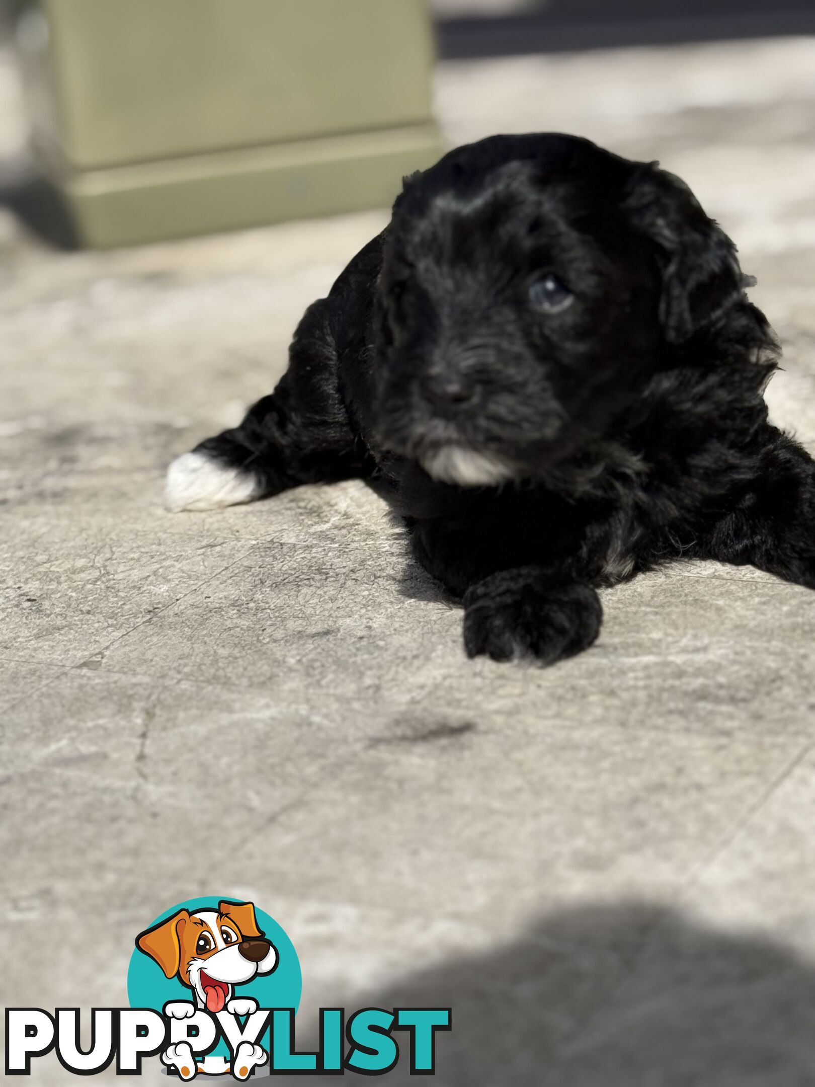 Cutest Toy Poodle Puppy & Maltese Shih Tzu ♥️(SHMOODLE)♥️