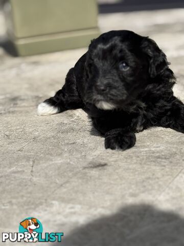 Cutest Toy Poodle Puppy & Maltese Shih Tzu ♥️(SHMOODLE)♥️