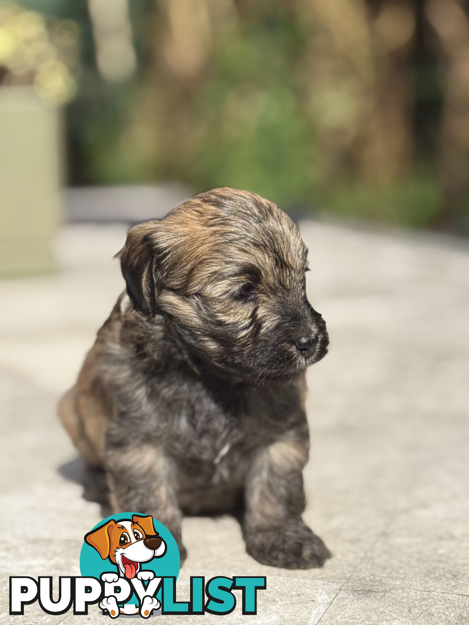 Cutest Toy Poodle Puppy & Maltese Shih Tzu ♥️(SHMOODLE)♥️