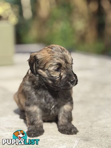 Cutest Toy Poodle Puppy & Maltese Shih Tzu ♥️(SHMOODLE)♥️
