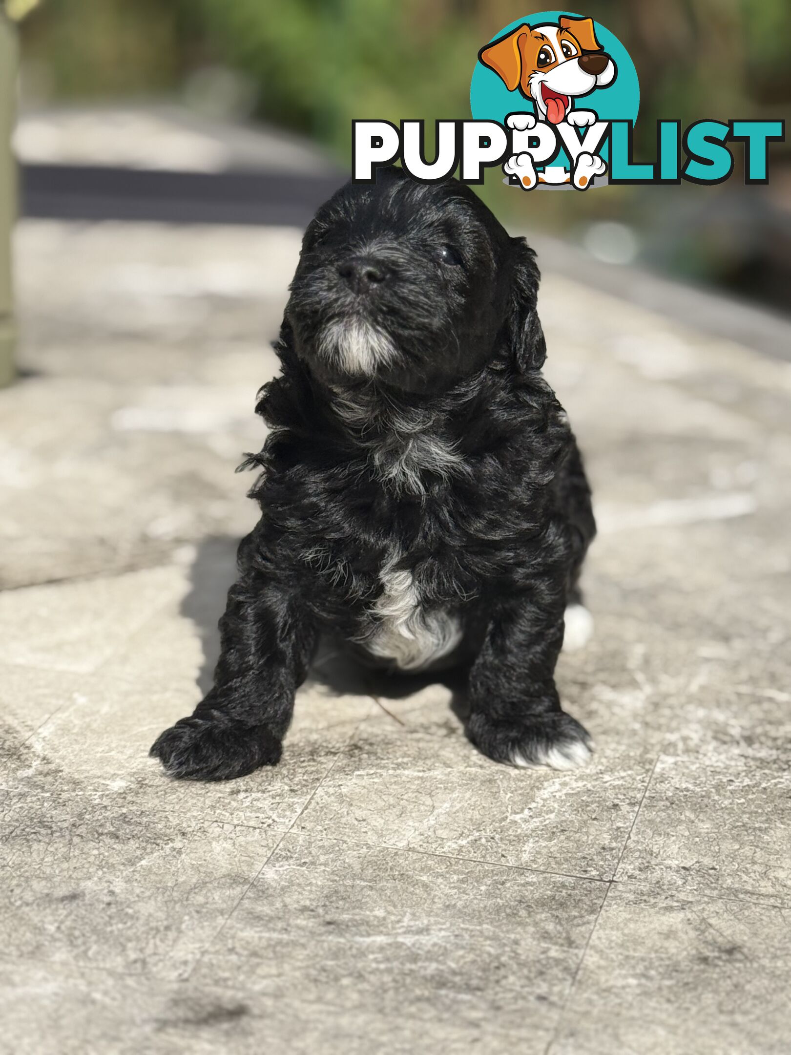 Cutest Toy Poodle Puppy & Maltese Shih Tzu ♥️(SHMOODLE)♥️
