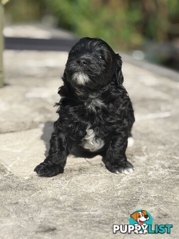 Cutest Toy Poodle Puppy & Maltese Shih Tzu ♥️(SHMOODLE)♥️